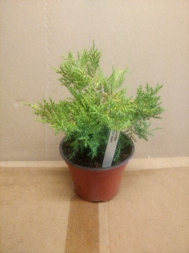 Gold yellow conifer juniperus - gold-yellow,