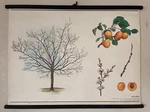 Vintage apricot tree botanical - vintage,