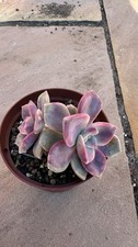 5× Huge Rooted Graptopetalum