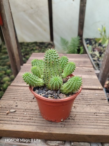 Euphorbia suzannae plants - ,