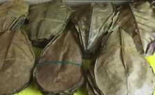 Approx 100 pieces sea almond tree leaves 10-15 cm (=100 grams) Terminalia catappa leaves