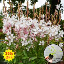 Gaura 'Gambit White' Plug Plants x 3 Summer flowering perennial Salvia Like