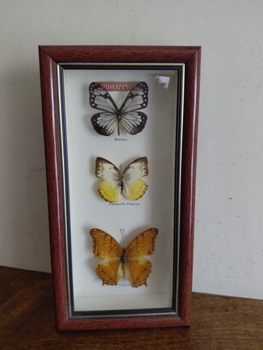 Vintage framed butterfly - framed,