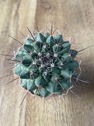 Mammillaria melanocentra - melanocentra, |