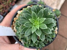 Saxifraga kolenatiana, clump