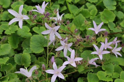 Campanula poscharskyana