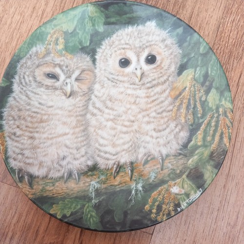 Wedgewood the baby owls - baby,