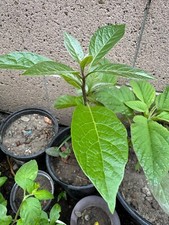 Organic Hass Avocado Live Tree