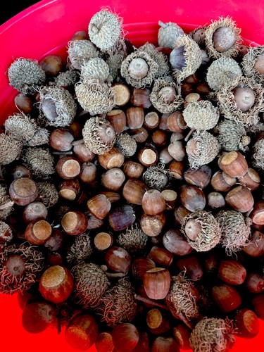 Going fast bur oak - ,
