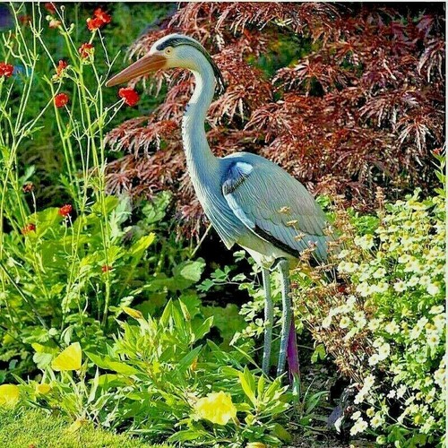 Pond garden 76cm - 76cm, decoy