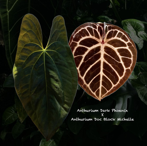 Anthurium dark phoenix doc - anthurium, x
