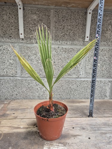 Mexican fan palm washingtonia - mexican, palm,