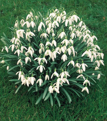 Single snowdrops bulbs - snowdrops,