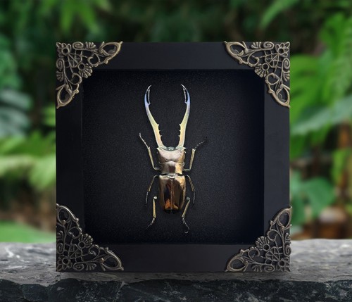 Gothic decor real framed - decor,