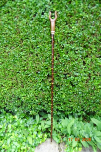 Blackthorn walking stick with