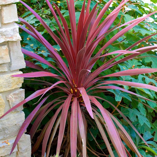 Cordyline red star - star,