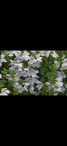 Mint bush shrubs - 3,
