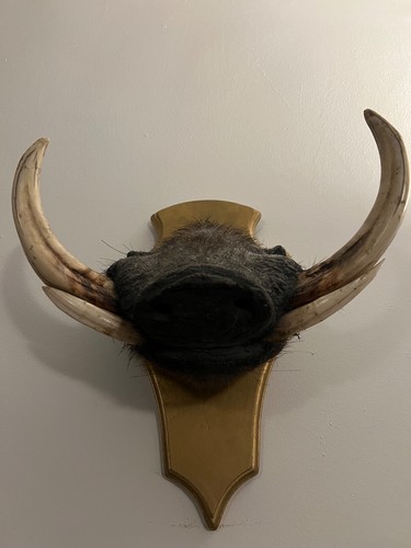 Taxidermy warthog head - taxidermy,