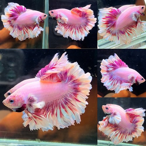 Live betta fish - live,