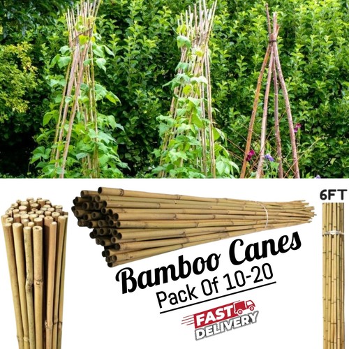 Bamboo garden cane - bamboo,