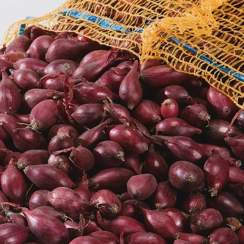 Red onion sets electric high - onion,