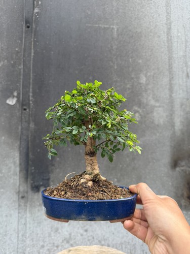 Ulmus parvifolia chinese elm - ulmus,