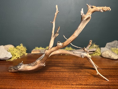 Manzanita driftwood - 12”,