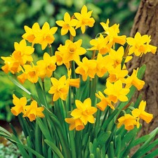 Narcissus Tete A Tete Dwarf