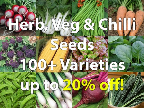 Herb vegetable chilli - herb,, seeds