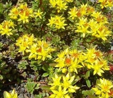 Sedum Kamtschaticum