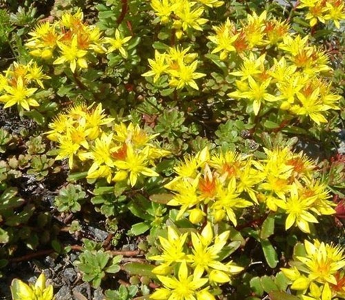 Sedum kamtschaticum - sedum,