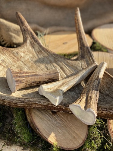 Natural elk antler dog - elk, |