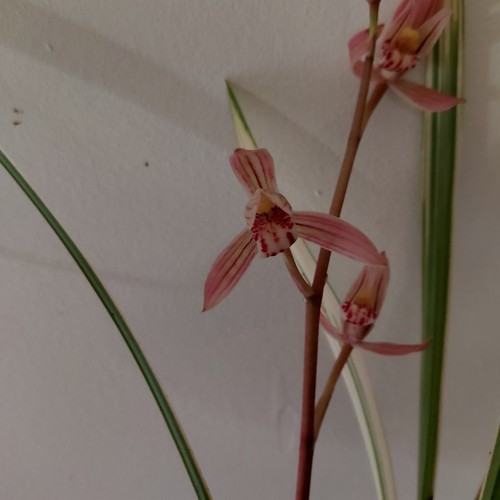 Cymbidium wang - ma,