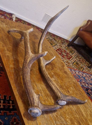Red stag deer - deer, skull