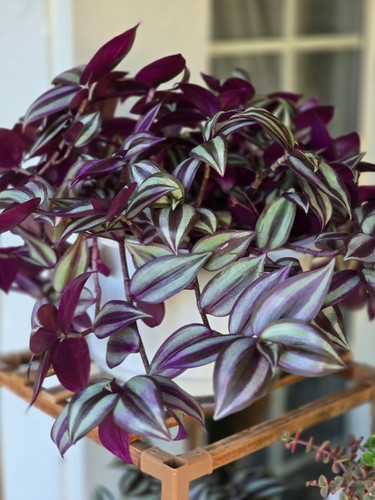 Rare purple wandering jew - purple,