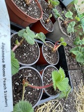 桃薫（とうくん) - Momo