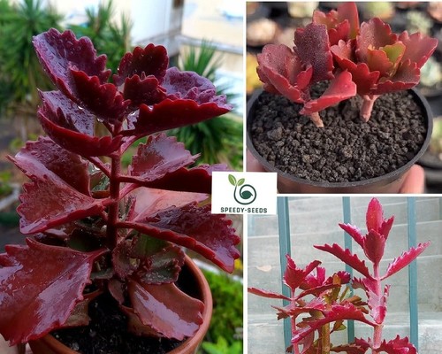 Kalanchoe thyrsiflora 10 - kalanchoe, |