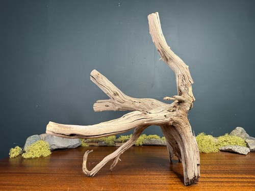 Manzanita driftwood - manzanita,