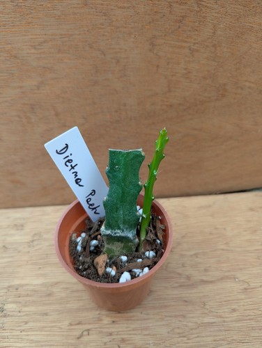 Rarely offered epiphyllum - rarely, offered-epiphyllum