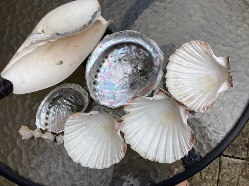 Mixed sea shells - mixed,