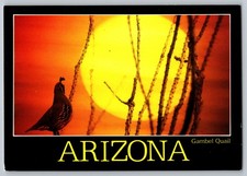 Postcard - Gambel Quail, Arizona