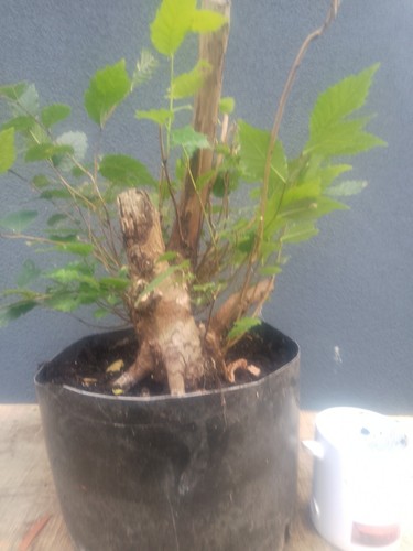 Elm bonsai tree - elm, yamadori