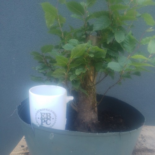 Hornbeam bonsai tree shohin - bonsai,