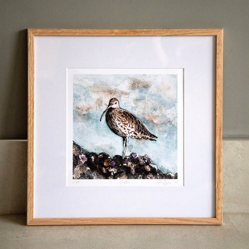 Curlew bird sea - shore, rocks