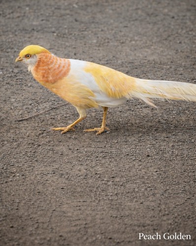 Peach golden pheasant - peach,