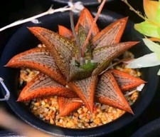 Haworthia Kintaikyou , display