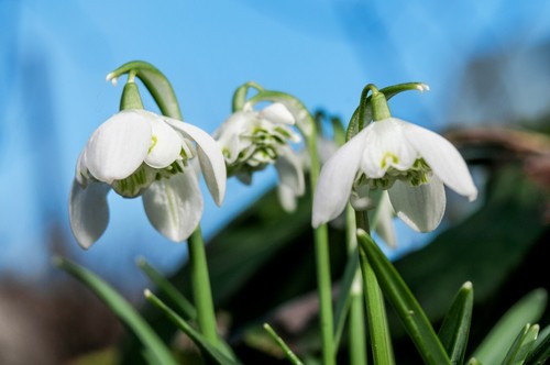 10x double snowdrop galanthus - snowdrop,