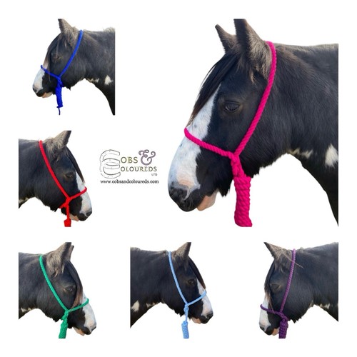 Coloured rope halter - rope,