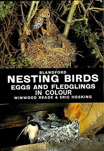 Nesting birds eggs and - eggs,