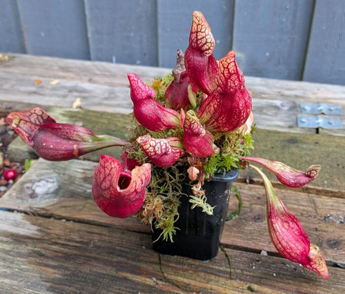 Sarracenia purpurea montana - , j